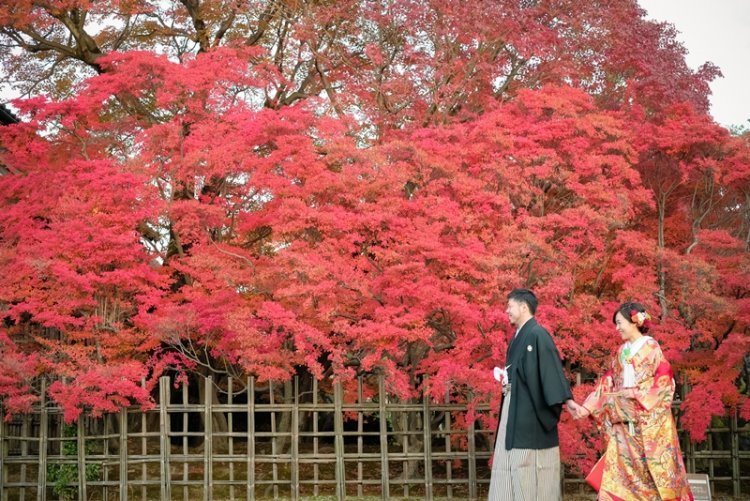 真っ赤な木々たちとの風情豊かな撮影