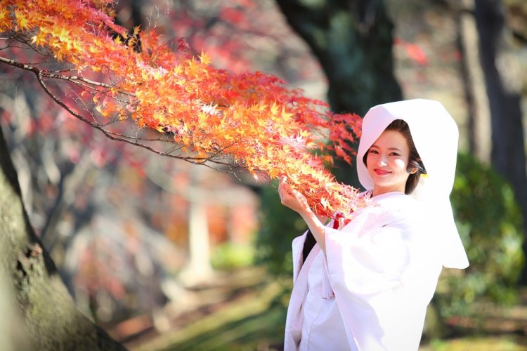 綿帽子姿の花嫁と綺麗なもみじ