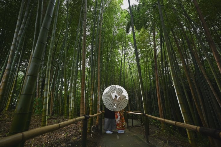 愛知竹林で撮影