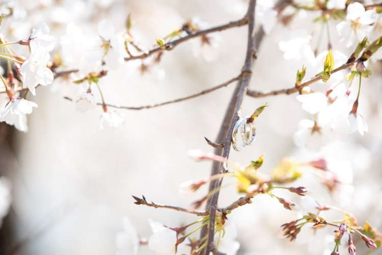 桜の気にかかるマリッジリング