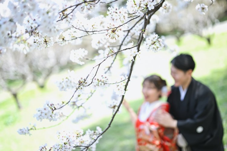 和装で桜を楽しむ新郎新婦