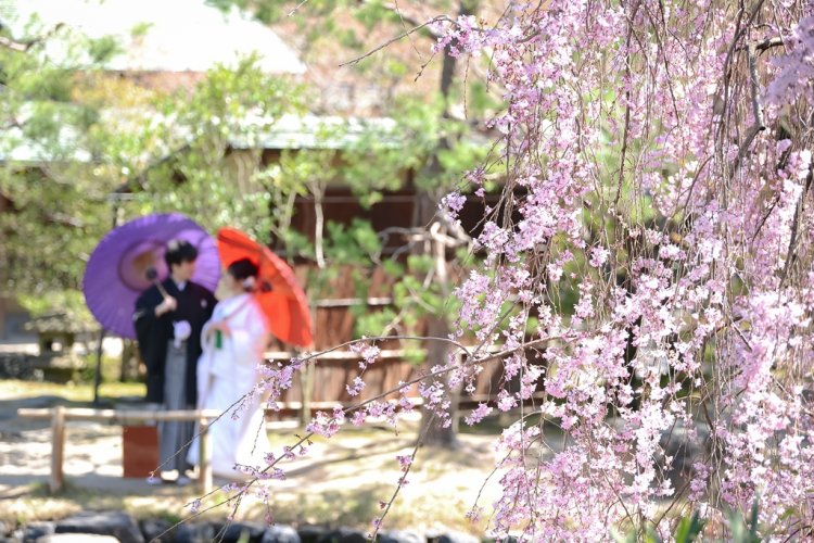 枝垂桜の美しい日本庭園で記念撮影